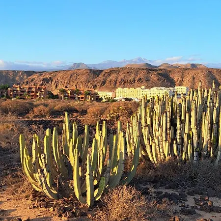 Casa Vera شقة بالم مار